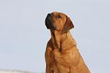 TOSA INU 224